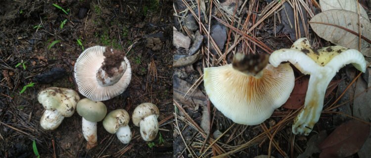 2 species of mushroom found in EKH make it to international journal