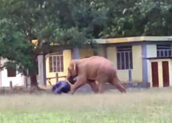 Jumbo goes to school: Wild elephant romps around SWGH institution