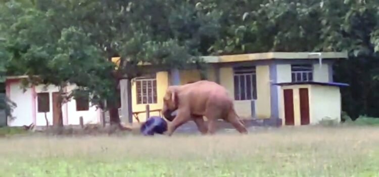 Jumbo goes to school: Wild elephant romps around SWGH institution