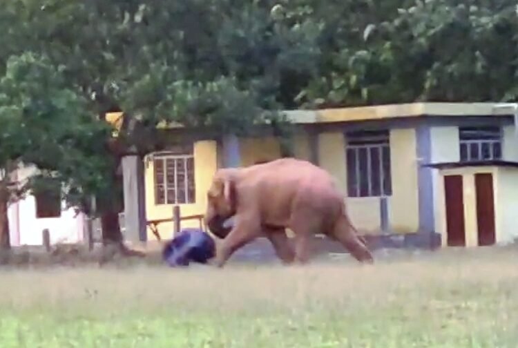 Jumbo goes to school: Wild elephant romps around SWGH institution