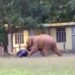 Jumbo goes to school: Wild elephant romps around SWGH institution