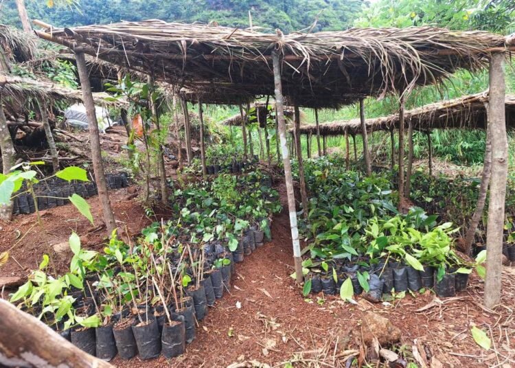 ‘Biodiversity nursery’ launched in EKH village