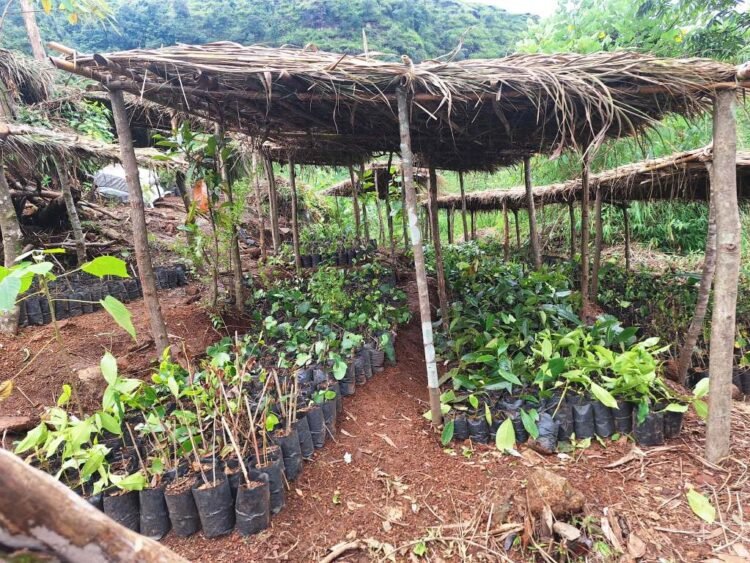 ‘Biodiversity nursery’ launched in EKH village