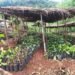 ‘Biodiversity nursery’ launched in EKH village