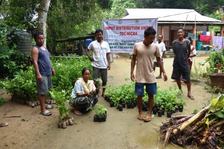 Plants distributed to farmers under NICRA