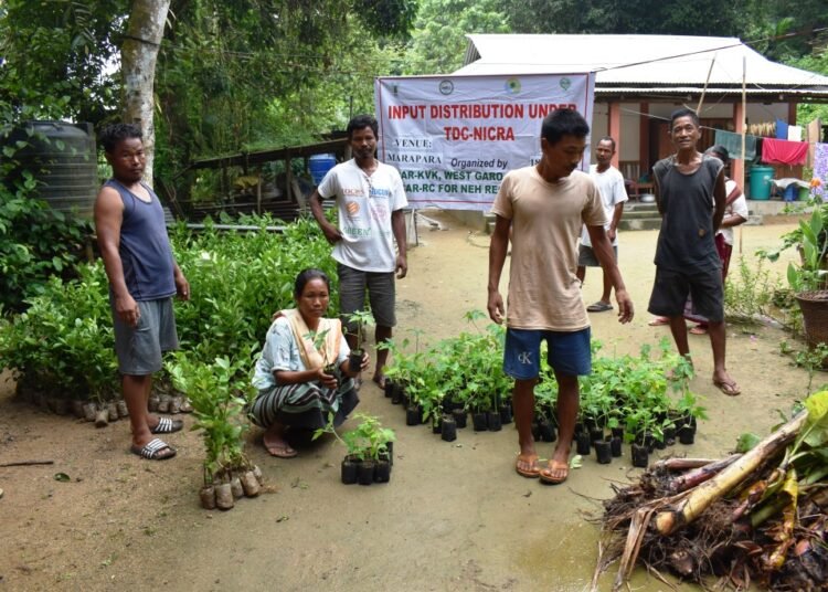Plants distributed to farmers under NICRA