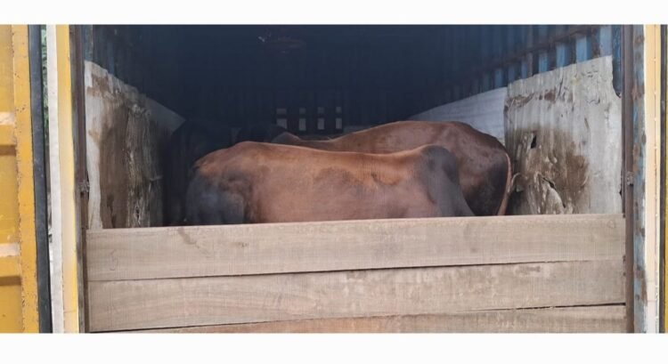 Cattle courier busted by CoMSO