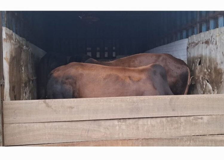 Cattle courier busted by CoMSO