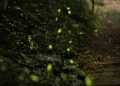 A Midsummer Night’s Dream at Nongkhyllem: The Magic of Fireflies