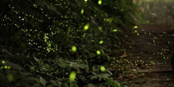 A Midsummer Night’s Dream at Nongkhyllem: The Magic of Fireflies