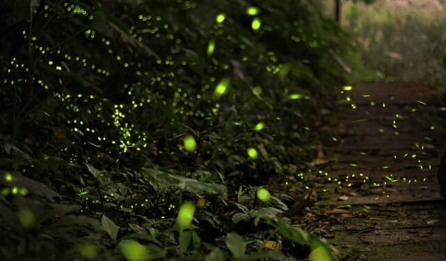 A Midsummer Night’s Dream at Nongkhyllem: The Magic of Fireflies