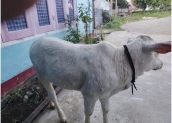 Lumpy Skin Disease: An Urgent Threat to Cattle in NEH and Across India