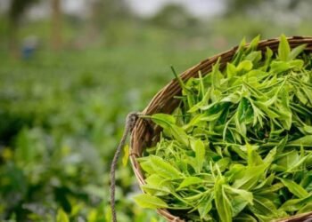 India pavilion inaugurated in New York to celebrate 200 Years of Assam Tea