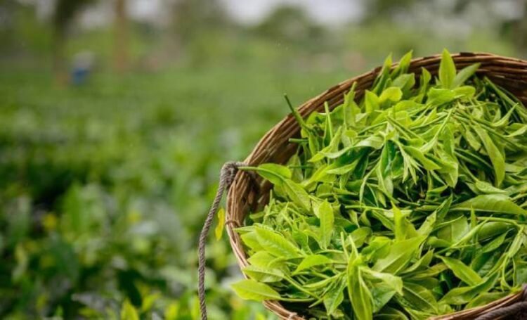 India pavilion inaugurated in New York to celebrate 200 Years of Assam Tea