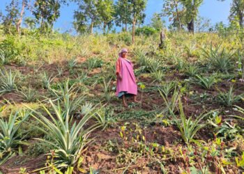 ICICI foundation backs farmers in Meghalaya
