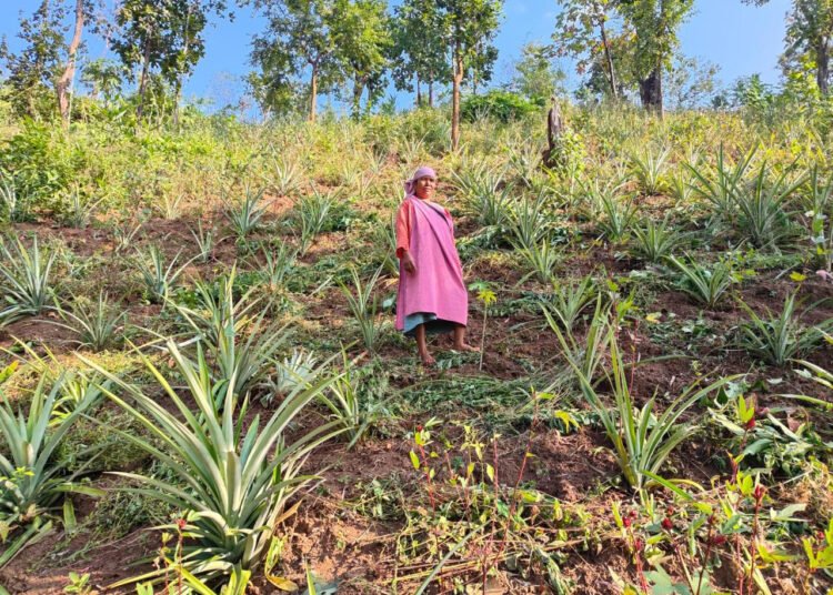 ICICI foundation backs farmers in Meghalaya