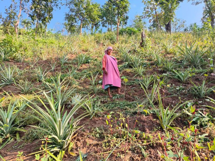 ICICI foundation backs farmers in Meghalaya