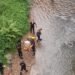 Search operation on for Agri officer swept away by Ganol River