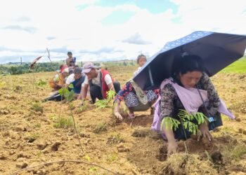 Japanese Miyawaki project reaches EJH to restore forests