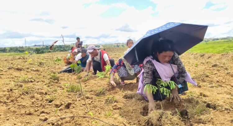 Japanese Miyawaki project reaches EJH to restore forests