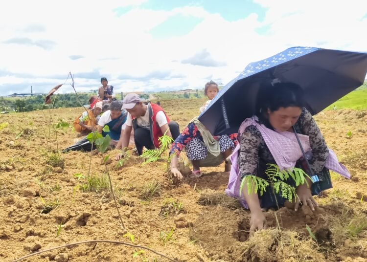 Japanese Miyawaki project reaches EJH to restore forests