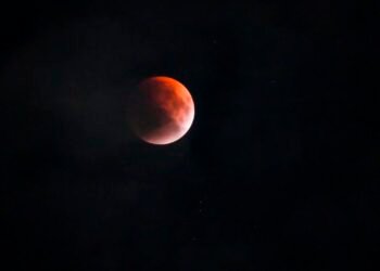 Hungry elephants help themselves to fresh veg from pickup in SGH