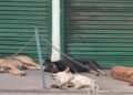 M’laya HC transfers stray dog PIL to Supreme Court