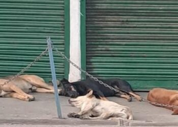 M’laya HC transfers stray dog PIL to Supreme Court