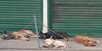 M’laya HC transfers stray dog PIL to Supreme Court