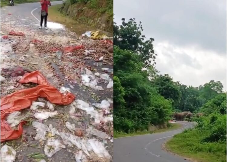 Hungry elephants help themselves to fresh veg from pickup in SGH