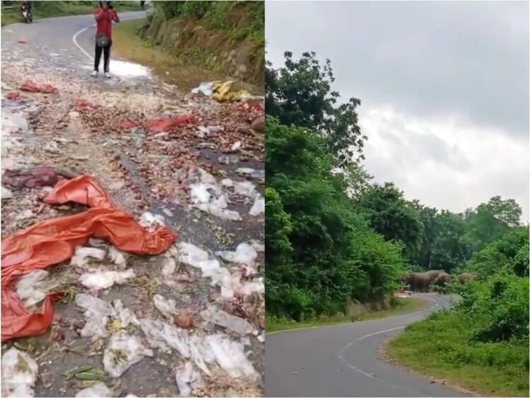 Hungry elephants help themselves to fresh veg from pickup in SGH