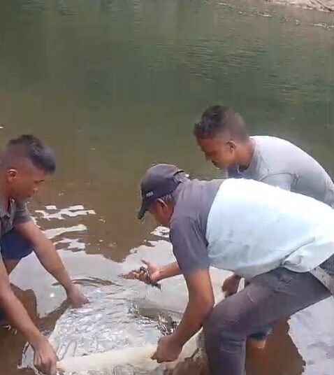 Fishlings released into Riat-tham River