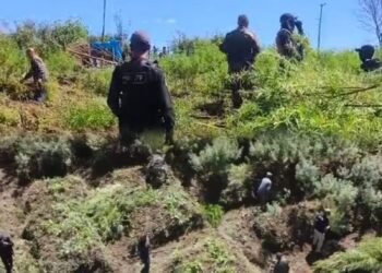 Cops destroy 10 tonnes of illegal cannabis plants in Laitlulong
