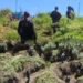 Cops destroy 10 tonnes of illegal cannabis plants in Laitlulong