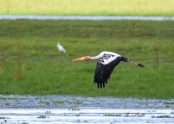 Painted stork returns to Kaziranga National Park after four years: Himanta