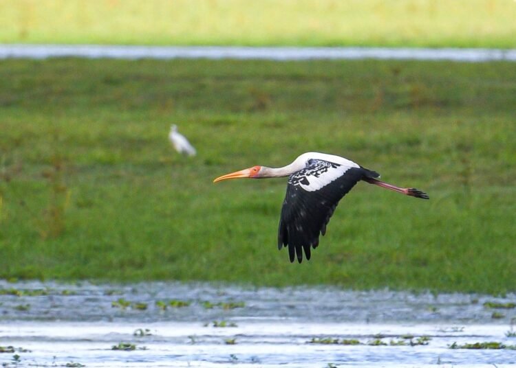 Painted stork returns to Kaziranga National Park after four years: Himanta