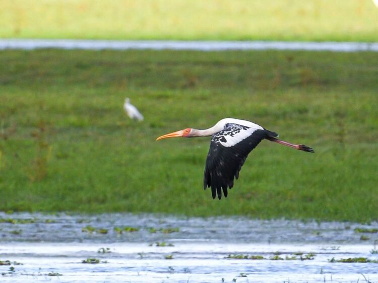 Painted stork returns to Kaziranga National Park after four years: Himanta