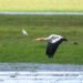 Painted stork returns to Kaziranga National Park after four years: Himanta