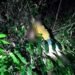 Man’s body found in Nohwet forest; Assam media allege murder
