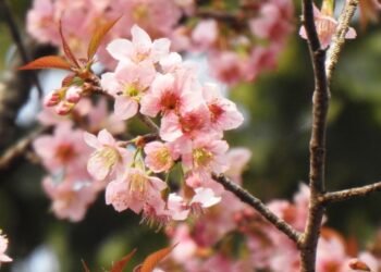 Shillong’s Autumn Sakura: The Science and Symbolism behind the Pink Miracle