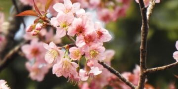 Shillong’s Autumn Sakura: The Science and Symbolism behind the Pink Miracle