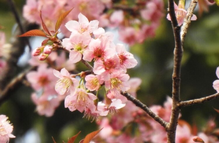 Shillong’s Autumn Sakura: The Science and Symbolism behind the Pink Miracle