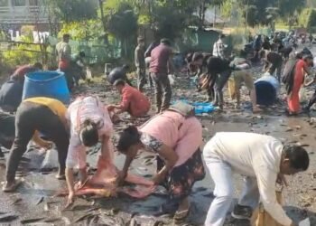 Pickup carrying fish overturns, leads to unexpected boon for public