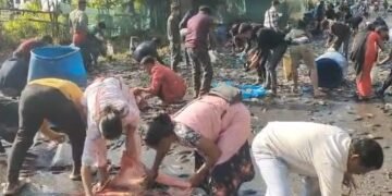 Pickup carrying fish overturns, leads to unexpected boon for public