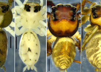 ZSI scientists discover 2 new species of jumping spiders in Meghalaya