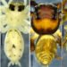 ZSI scientists discover 2 new species of jumping spiders in Meghalaya