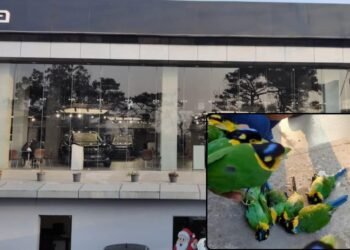 Fatal reflection: Long-tailed broadbills die in glass collision, Mahindra asked to modify windows