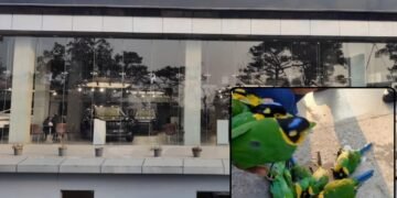 Fatal reflection: Long-tailed broadbills die in glass collision, Mahindra asked to modify windows