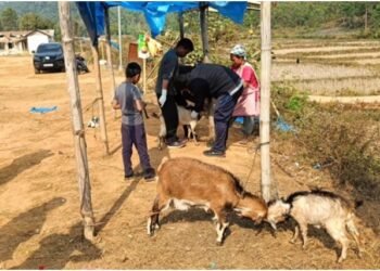 80 goats vaccinated against Goat Pox in Ri Bhoi