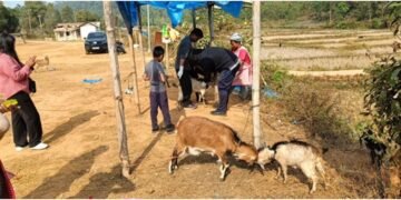 80 goats vaccinated against Goat Pox in Ri Bhoi